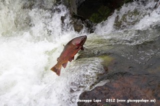 jumping trout in the Les Hardes Rapids