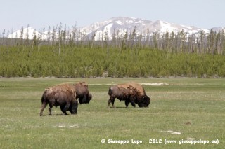 bisons on the Gibbons Meadows